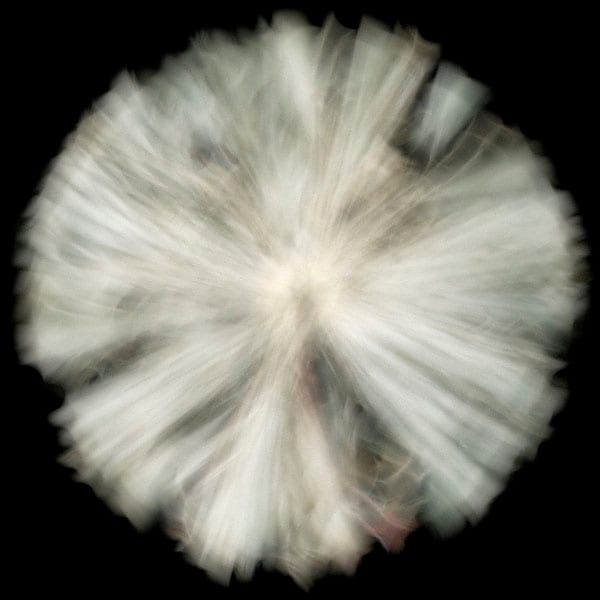 Dandelion — artwork by Cara Barer.