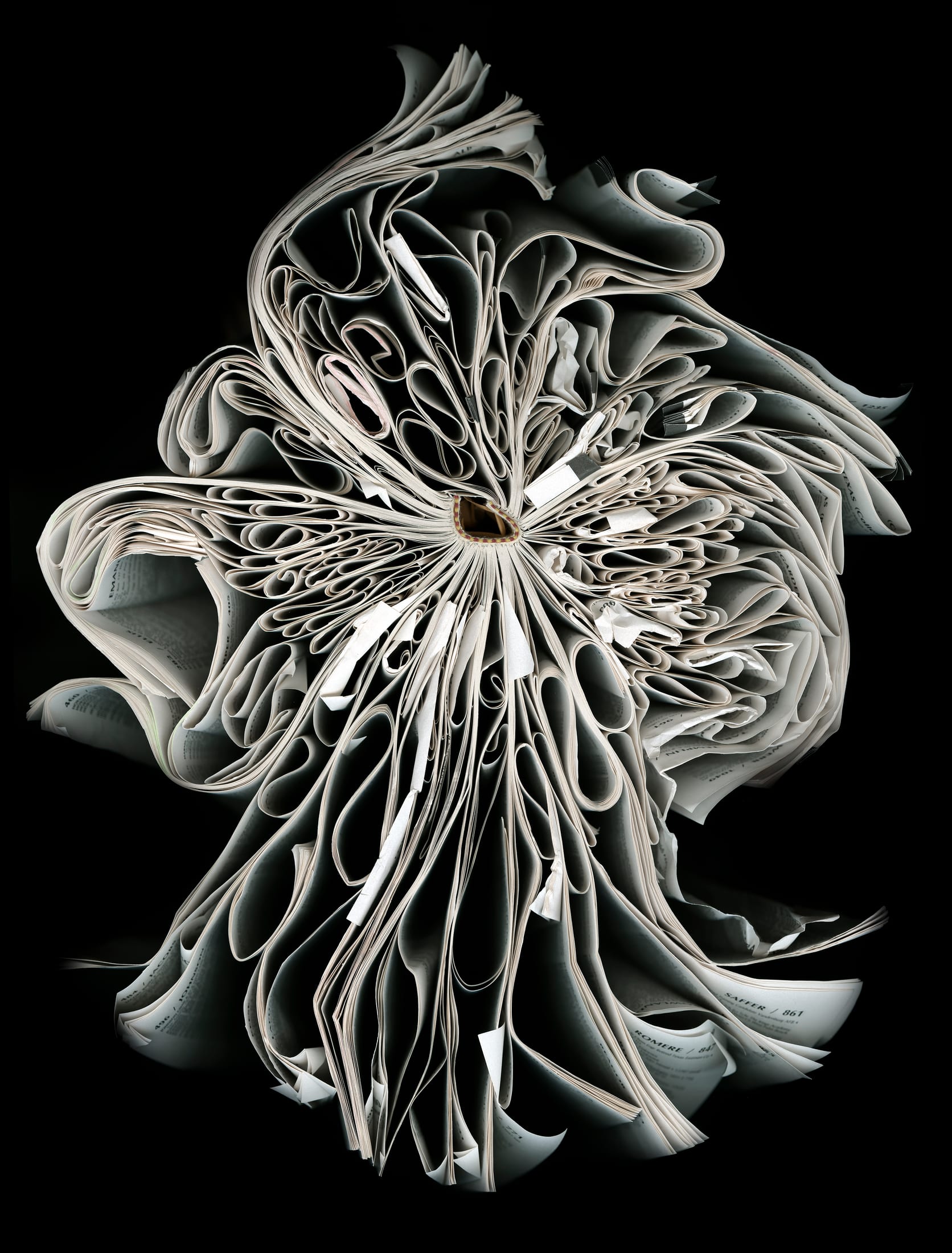 Sea Nettle — artwork by Cara Barer.