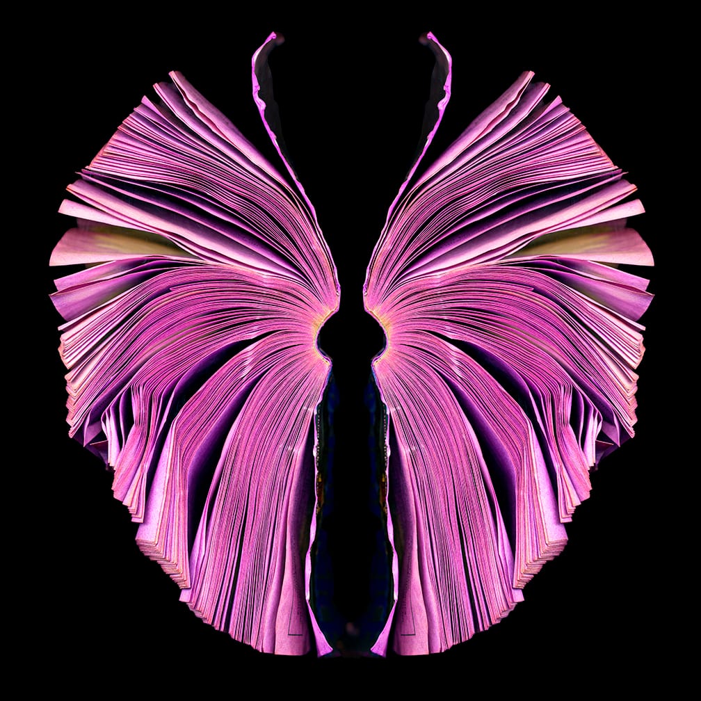 Pink Butterfly — artwork by Cara Barer.