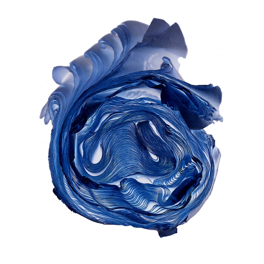 Blue-Rose — artwork by Cara Barer.
