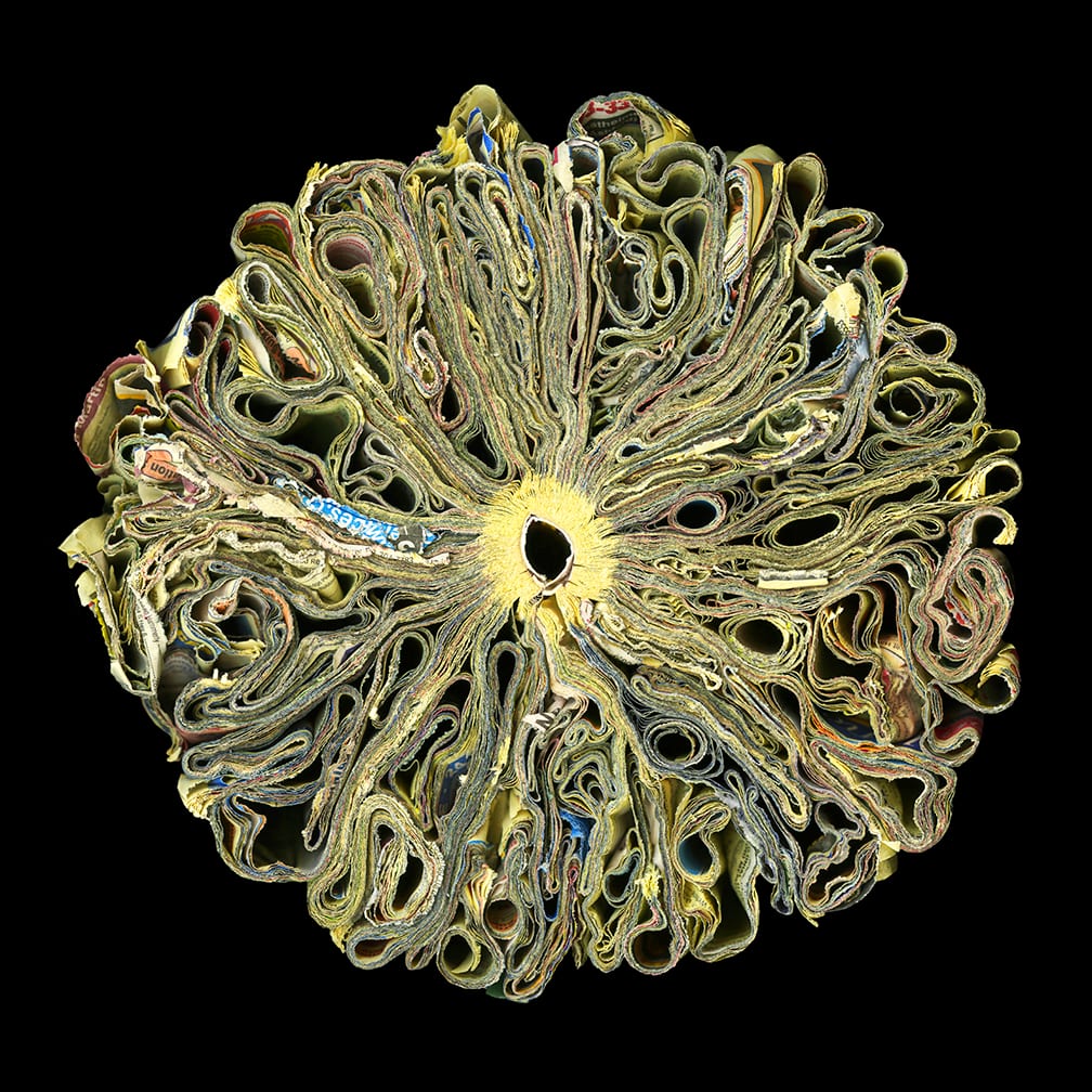 Sunflower — artwork by Cara Barer.