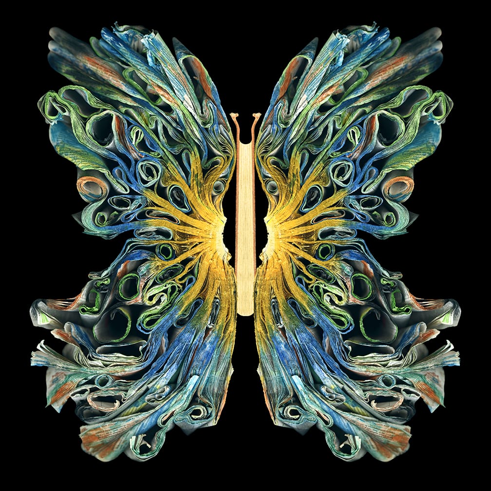 Morpho — artwork by Cara Barer.