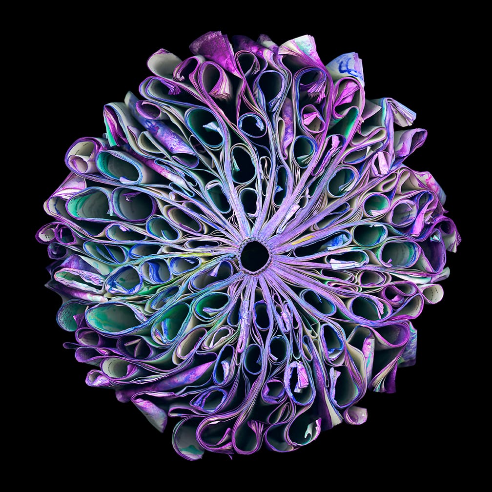 Dahlia — artwork by Cara Barer.