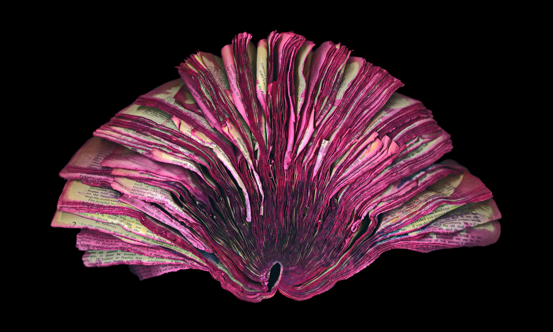Fuchsia — artwork by Cara Barer.