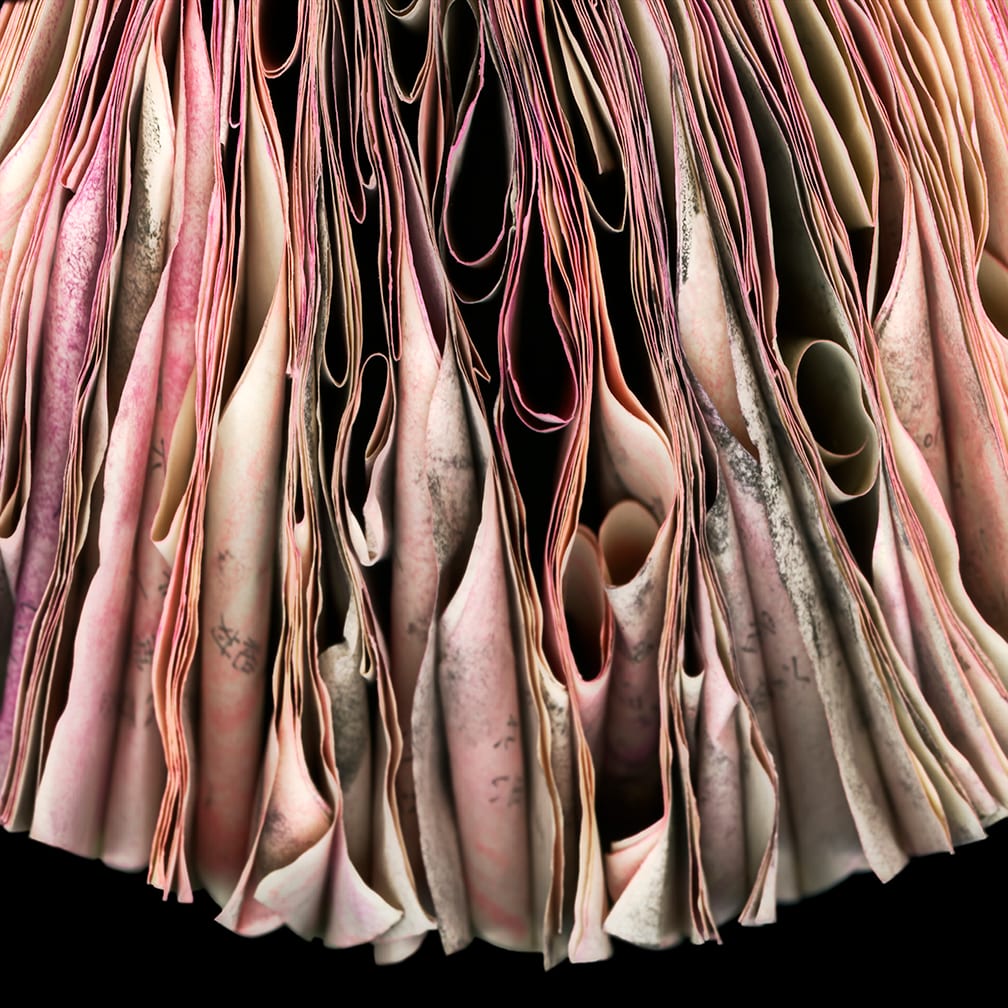 Pink Japanese — artwork by Cara Barer.