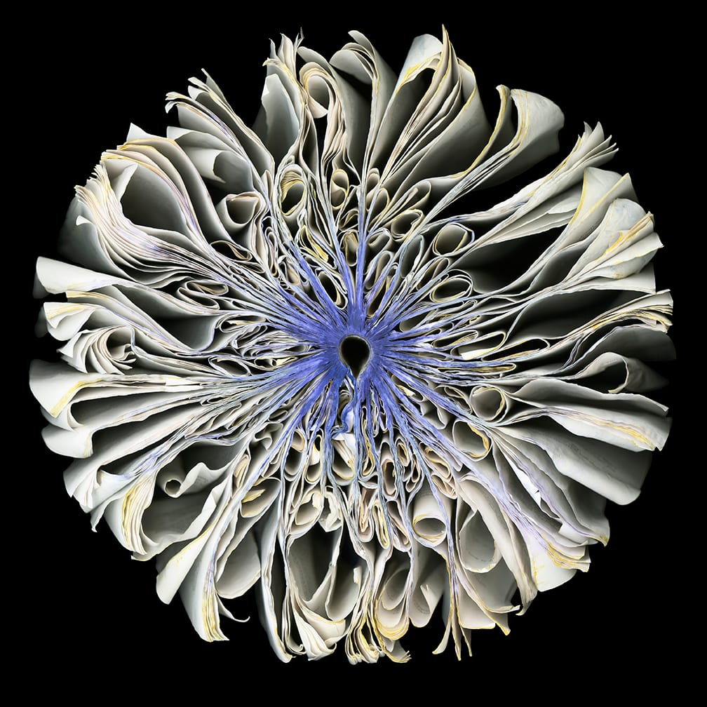 White Iris — artwork by Cara Barer.