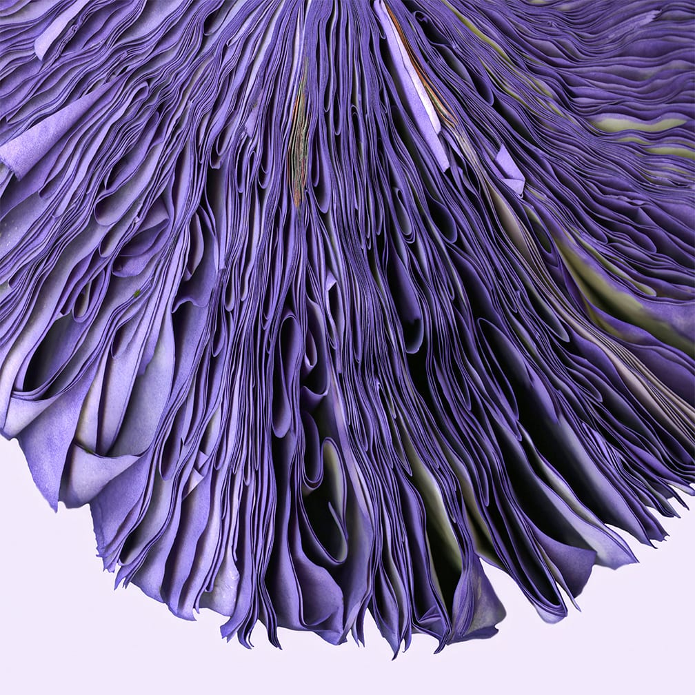 Violet — artwork by Cara Barer.