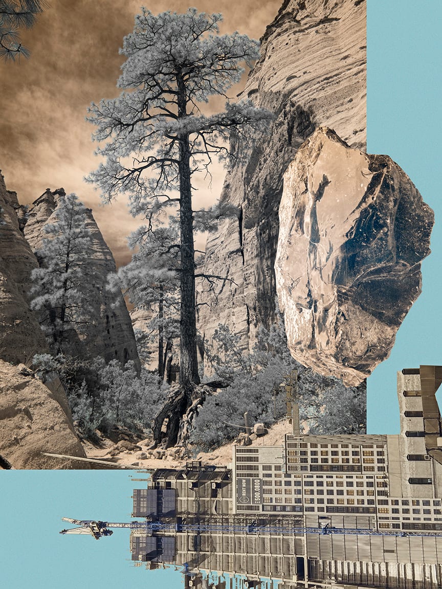 Big Pine — artwork by Cara Barer.